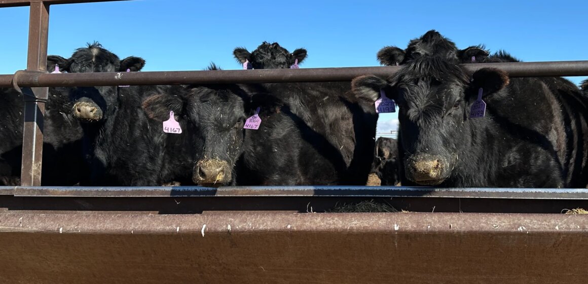 Nötkreatur att utfodra: Varför en global köttkris hotar

