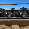 Nötkreatur att utfodra: Varför en global köttkris hotar

