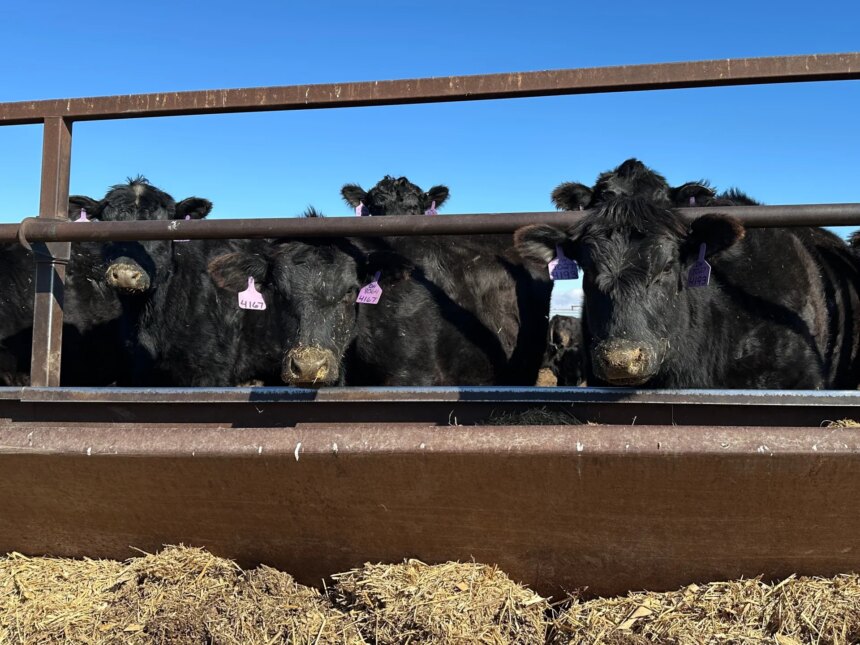 Nötkreatur att utfodra: Varför en global köttkris hotar

